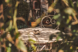 Immobilier Périgueux 30 Immobilier Périgueux - Jardin