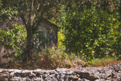 Immobilier Chapelle-Faucher 18 Immobilier Chapelle-Faucher - jardin haut