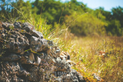 Immobilier Chapelle-Faucher 21 Immobilier Chapelle-Faucher - jardin haut