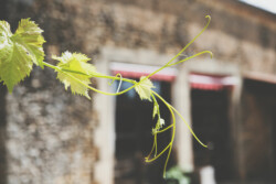 Immobilier Veyrines - jardin