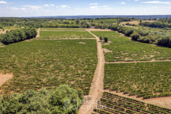 Immobilier Montcaret - vignoble