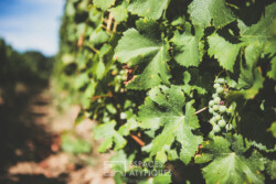 Immobilier Montcaret - Vignoble