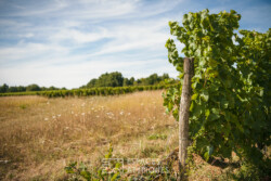 Immobilier Montcaret - Vignoble