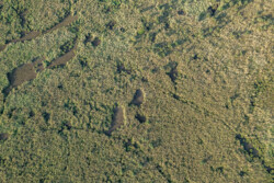 Survol en drone des marais de Brière
