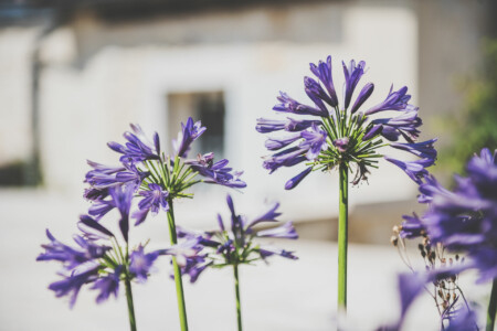 Immobilier NEUVIC - Agapanthes